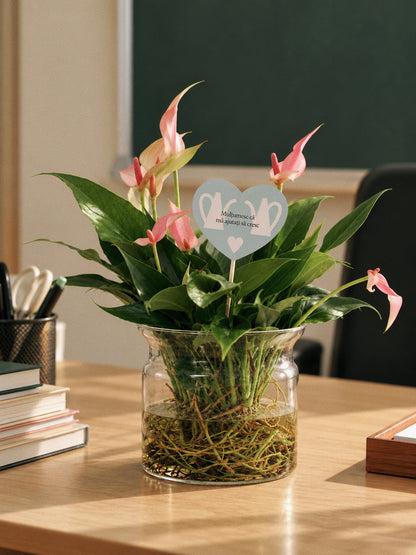 Anthurium Lily în sticlă