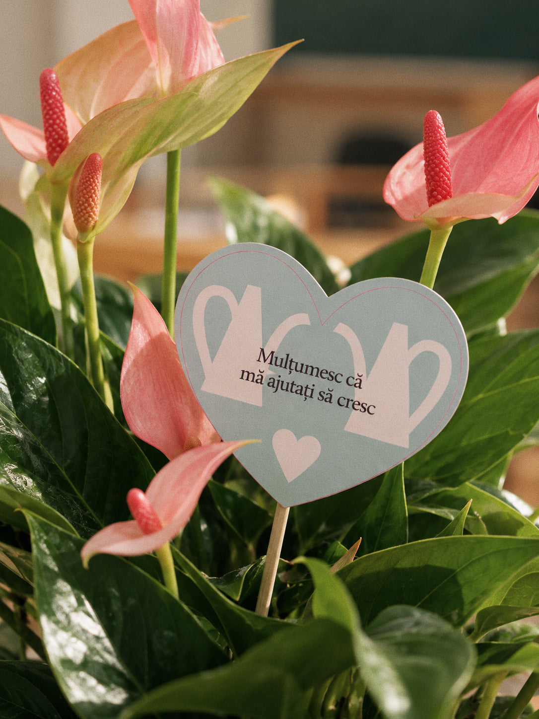 Anthurium Lily în sticlă