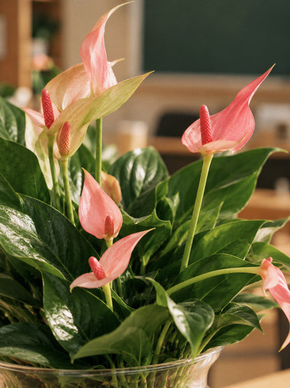 Anthurium Lily în sticlă
