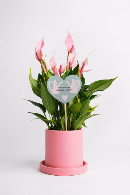Set 1: Back to School – Anthurium Roz