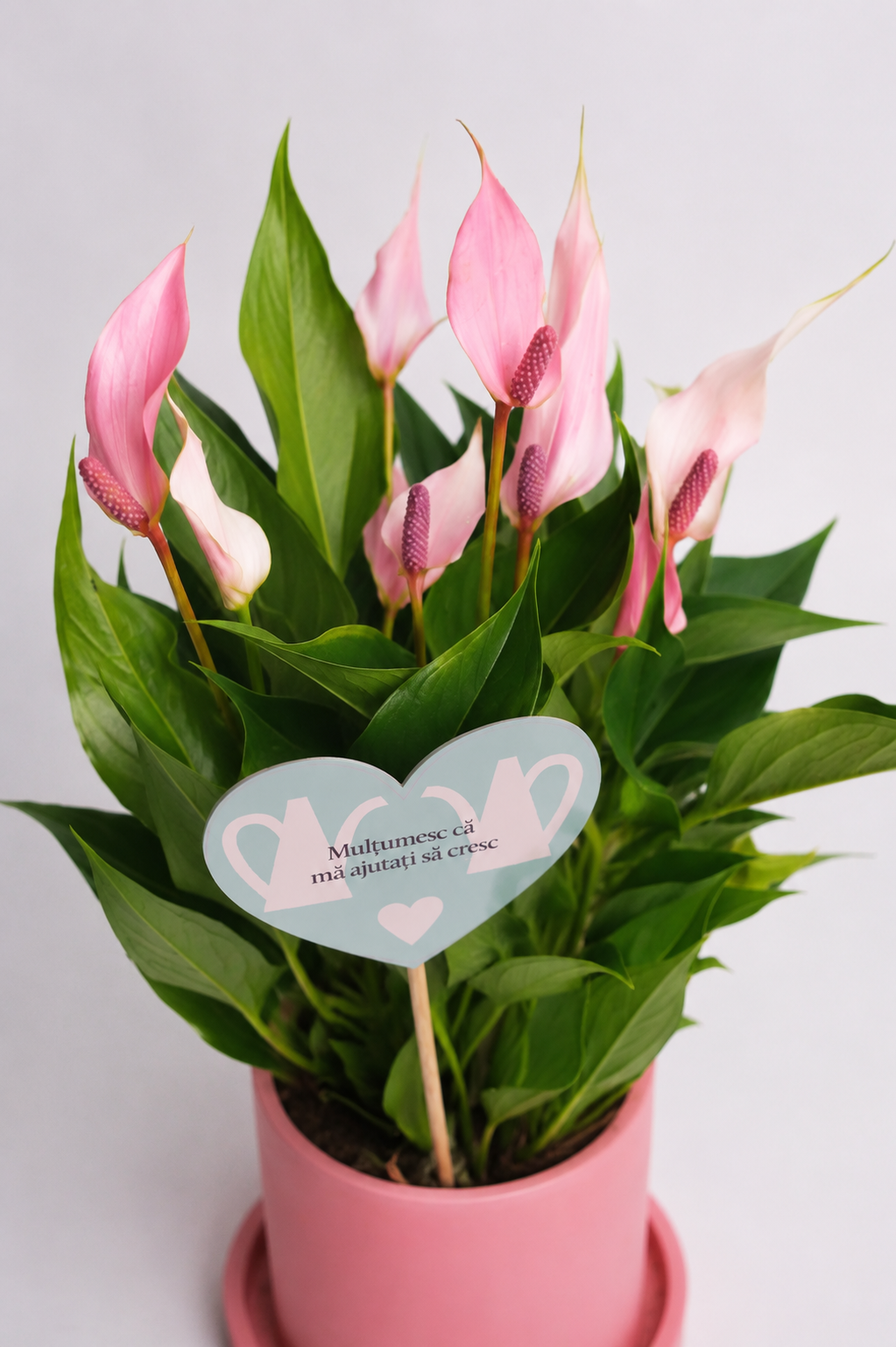 Set 1: Back to School – Anthurium Roz