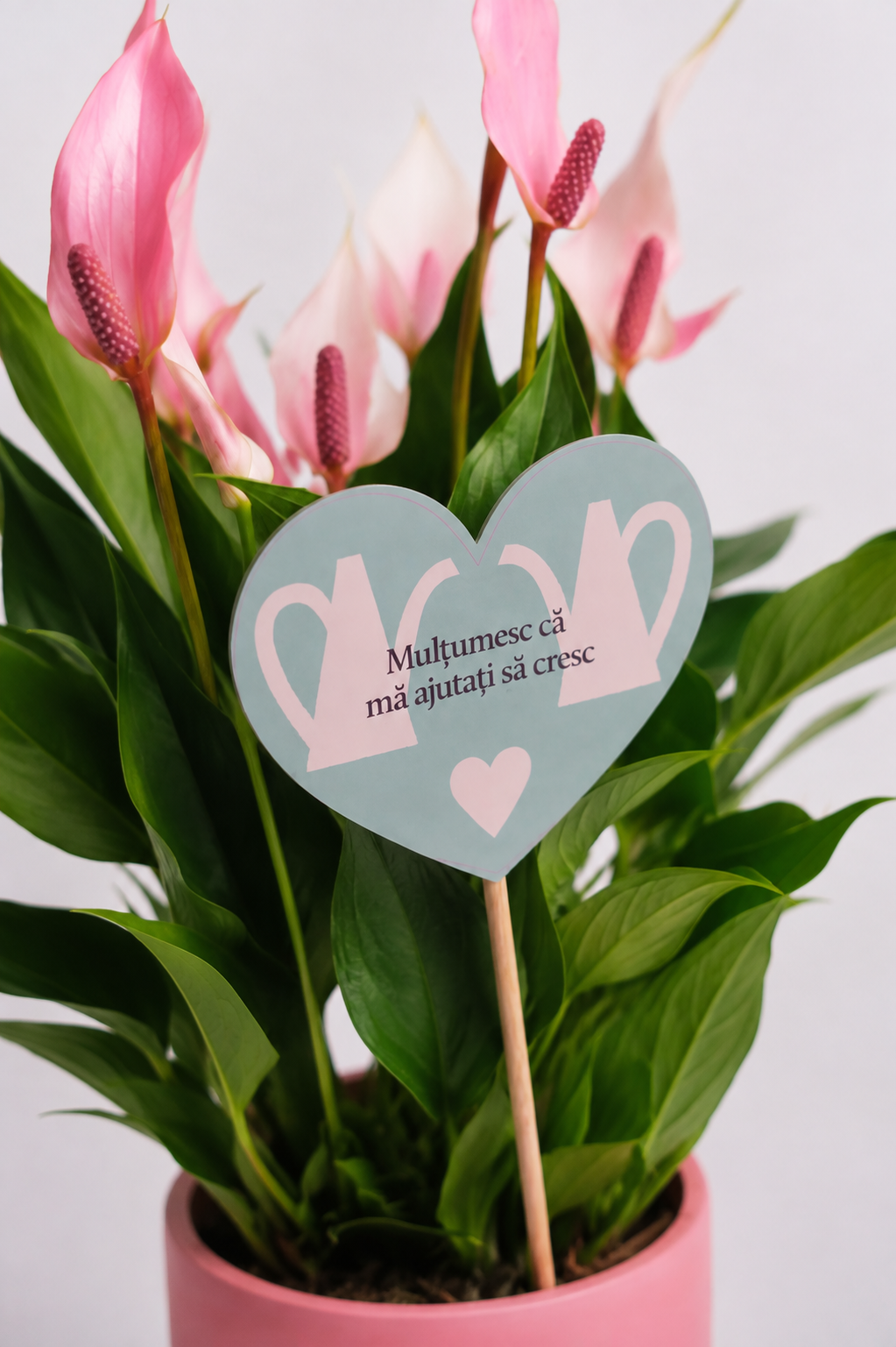 Set 1: Back to School – Anthurium Roz