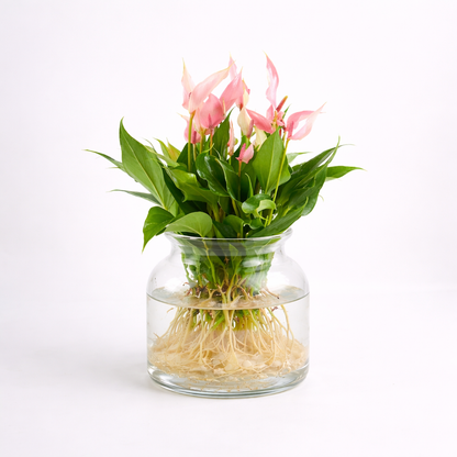 Anthurium Lilli Sticlă