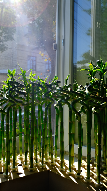 Lucky Bamboo
