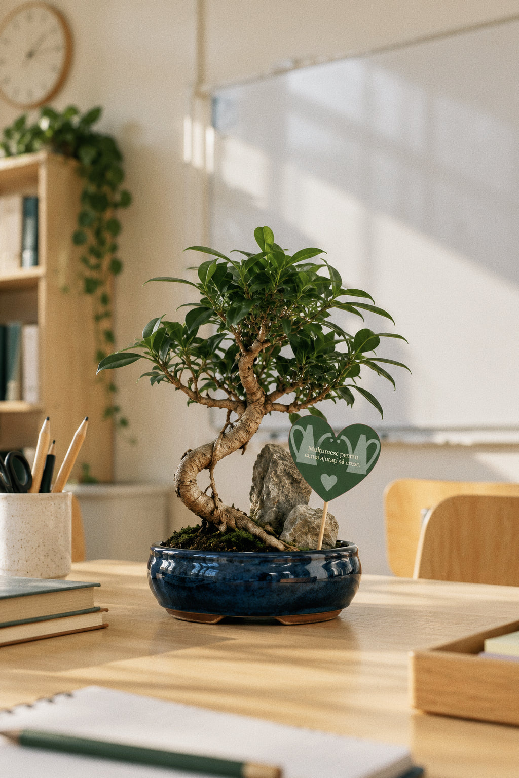 Bonsai