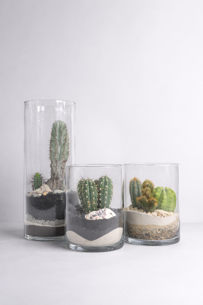 Terariu Suculente Cacti Cilindru