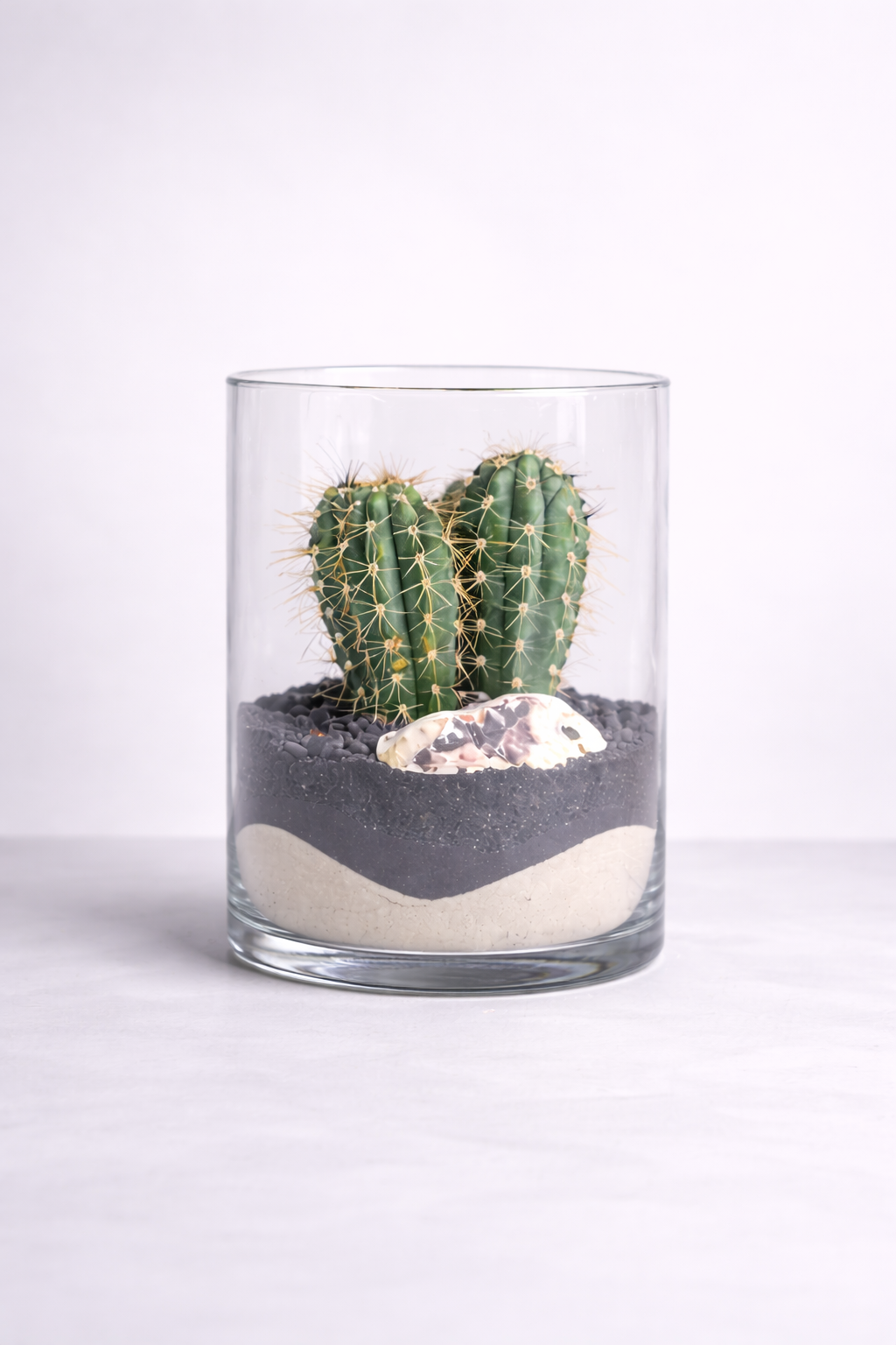 Terariu Suculente Cacti Cilindru