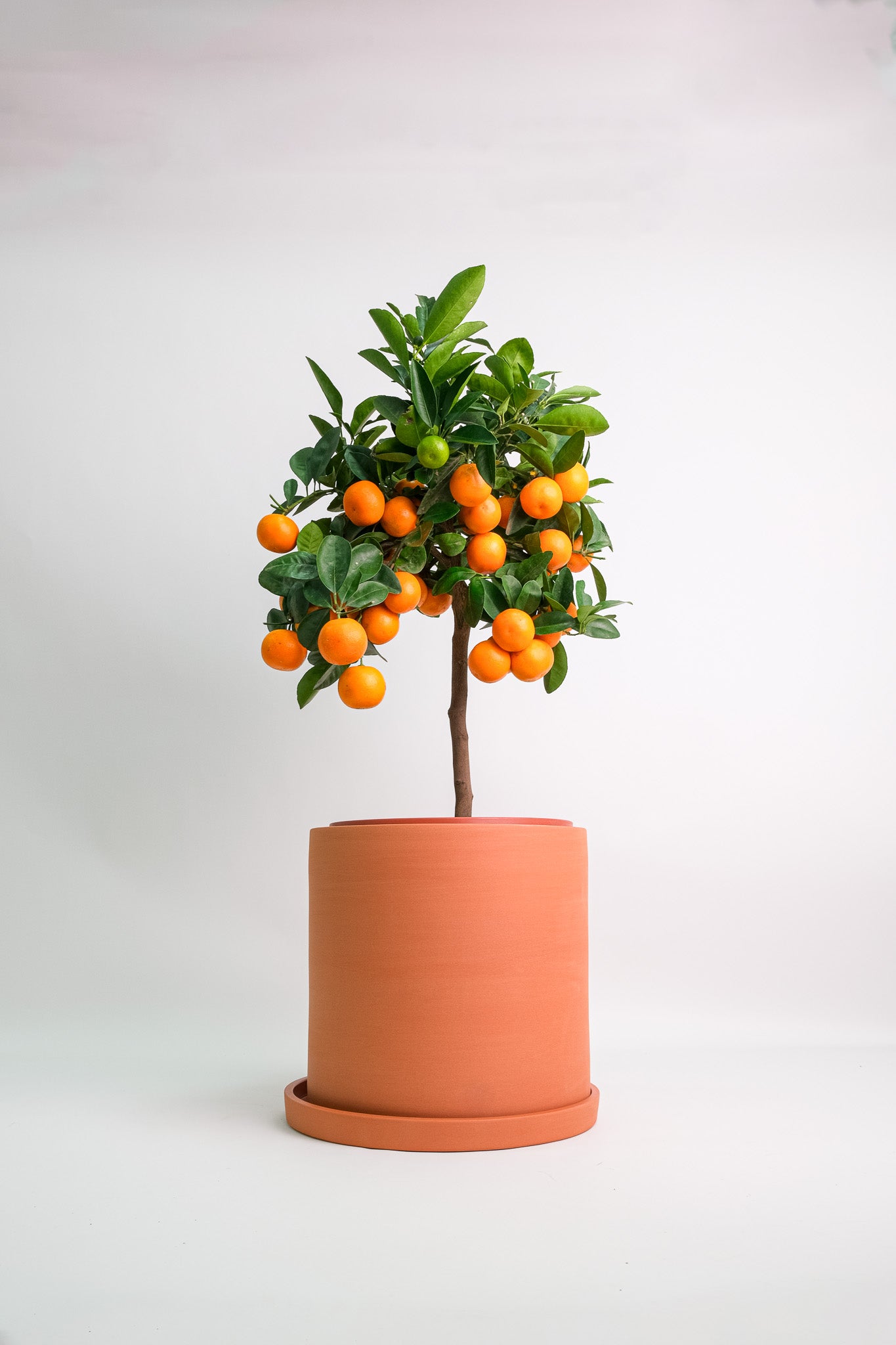 Citrus Calamondin on Stem