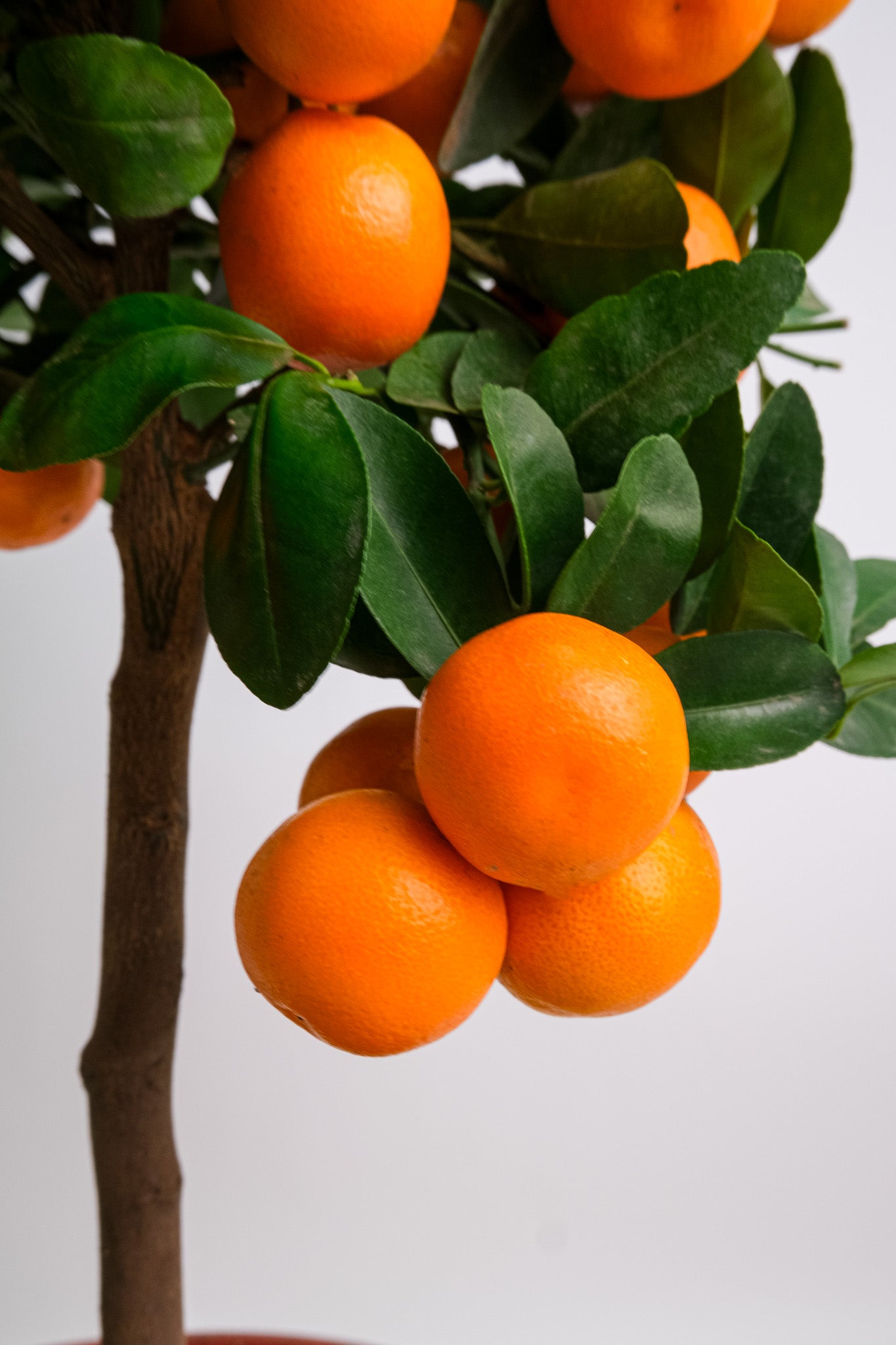 Citrus Calamondin on Stem
