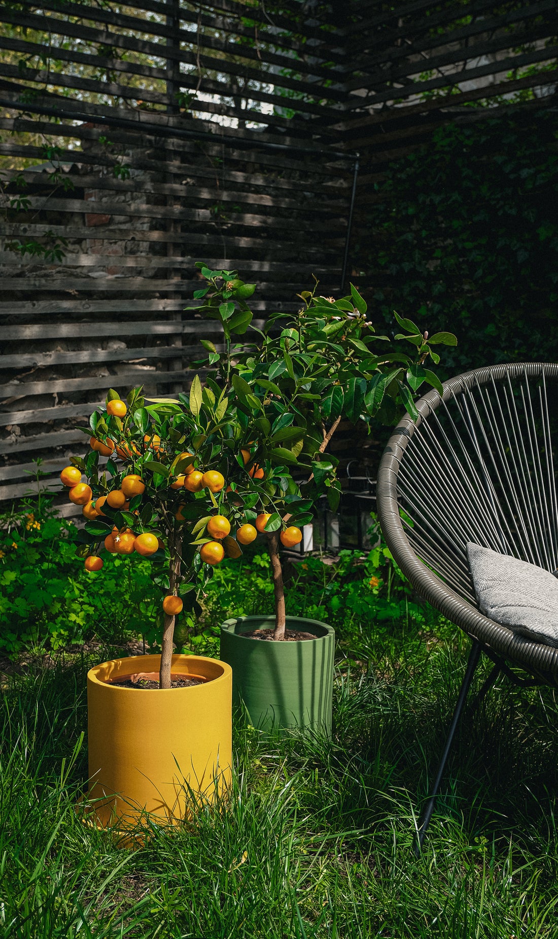 Citrus Calamondin on Stem