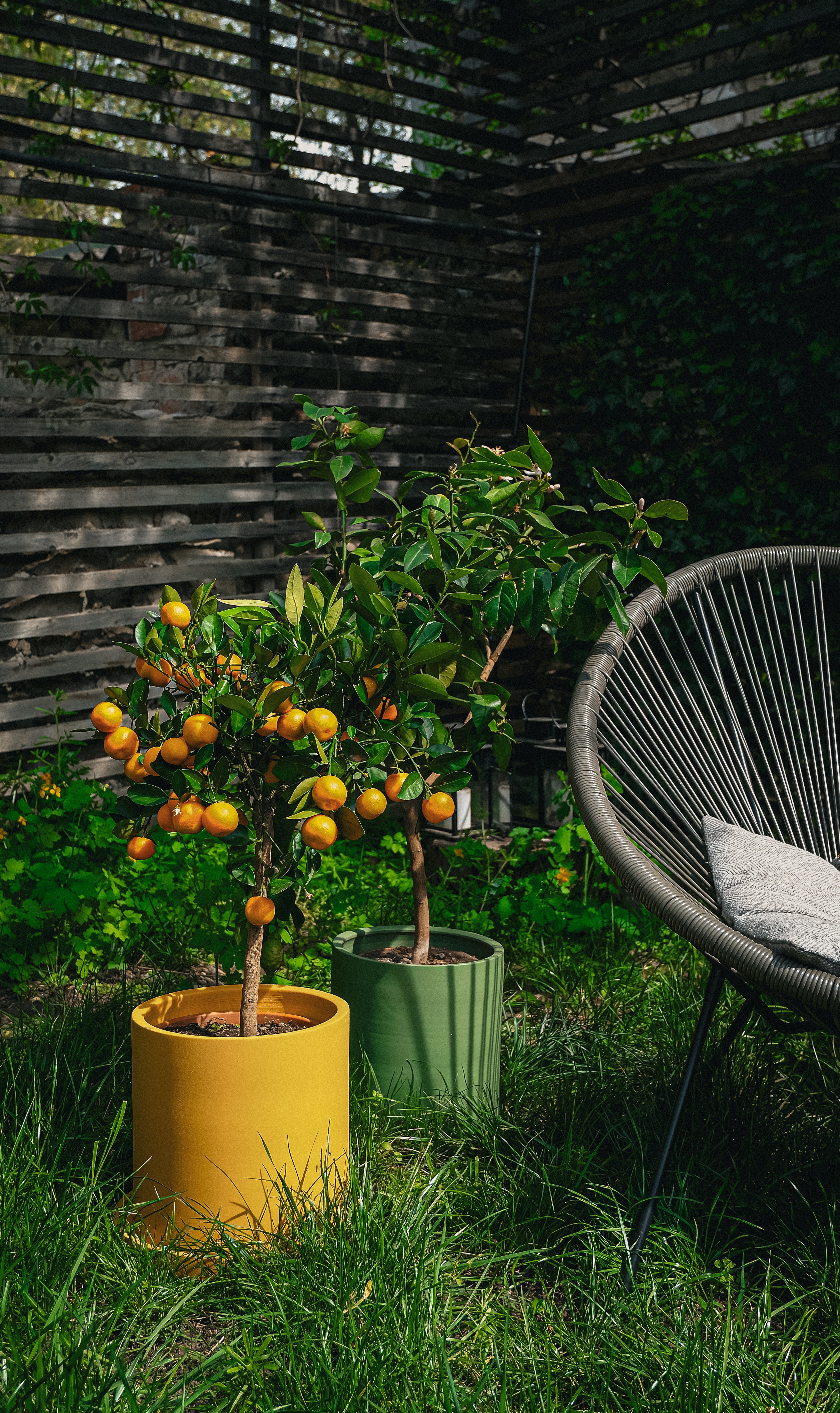 Citrus Calamondin on Stem