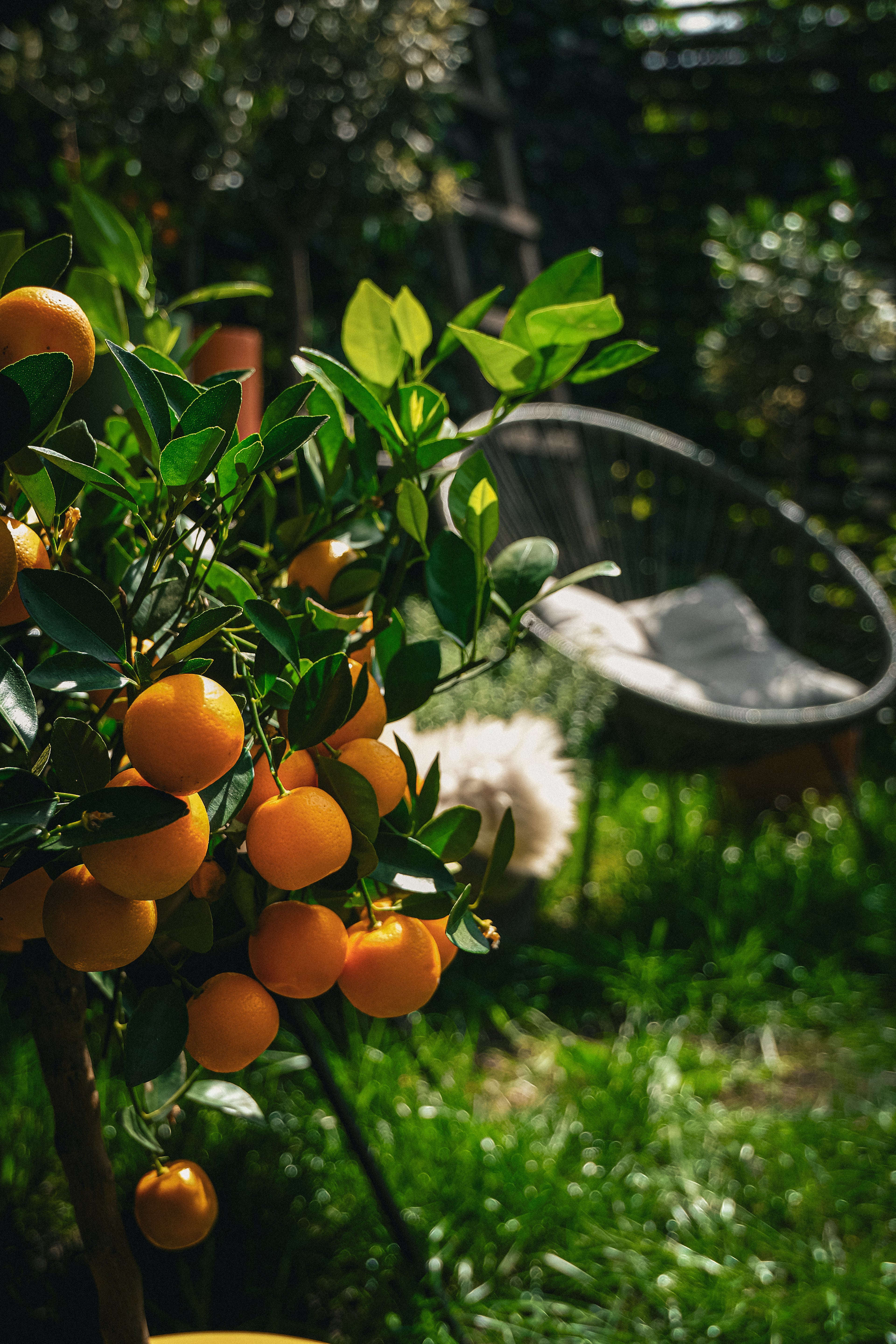Citrus Calamondin on Stem