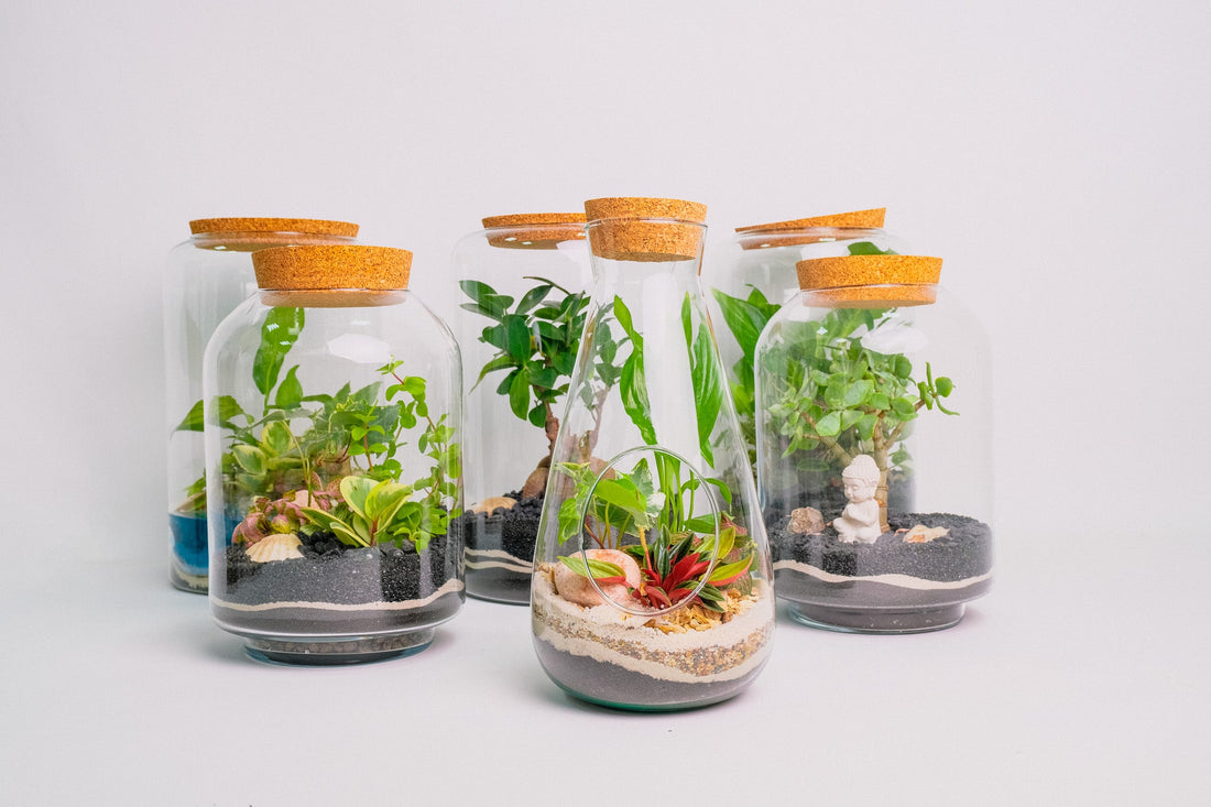 Terariu plante tropicale mediu