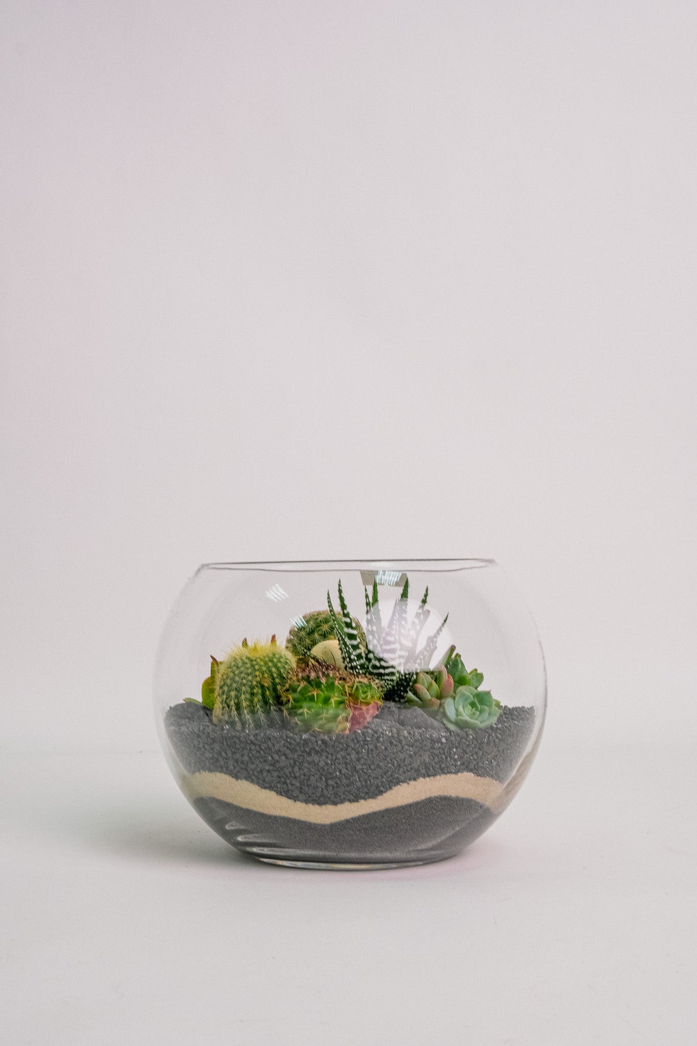 Terariu Suculente Cacti Negru
