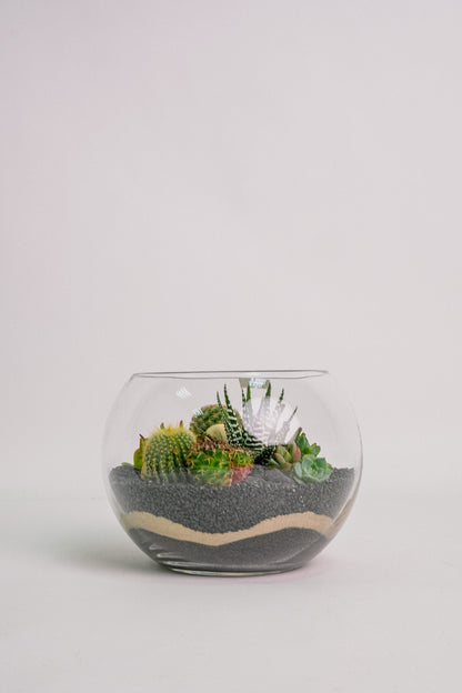 Terariu Suculente Cacti Negru