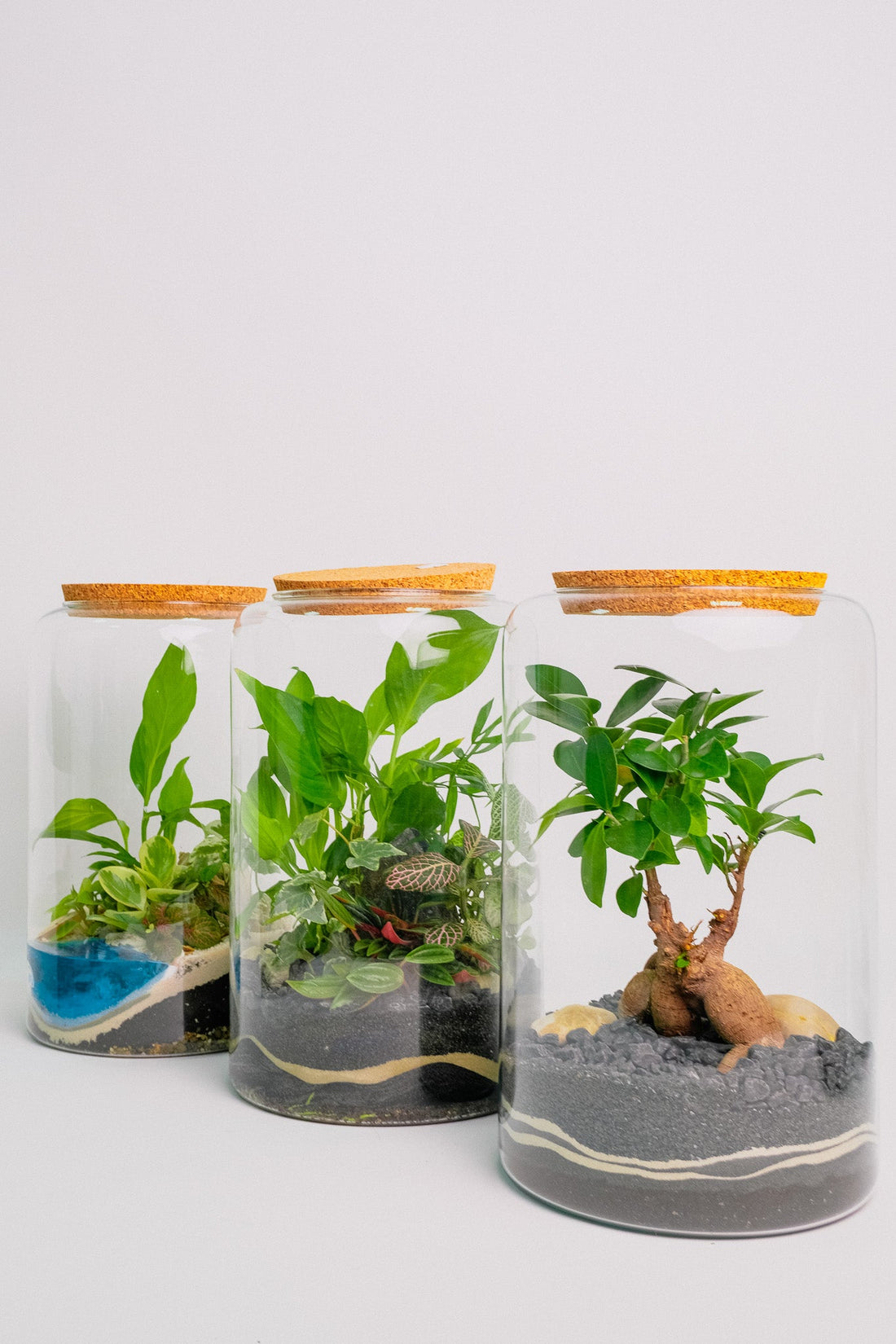 Terariu plante tropicale max