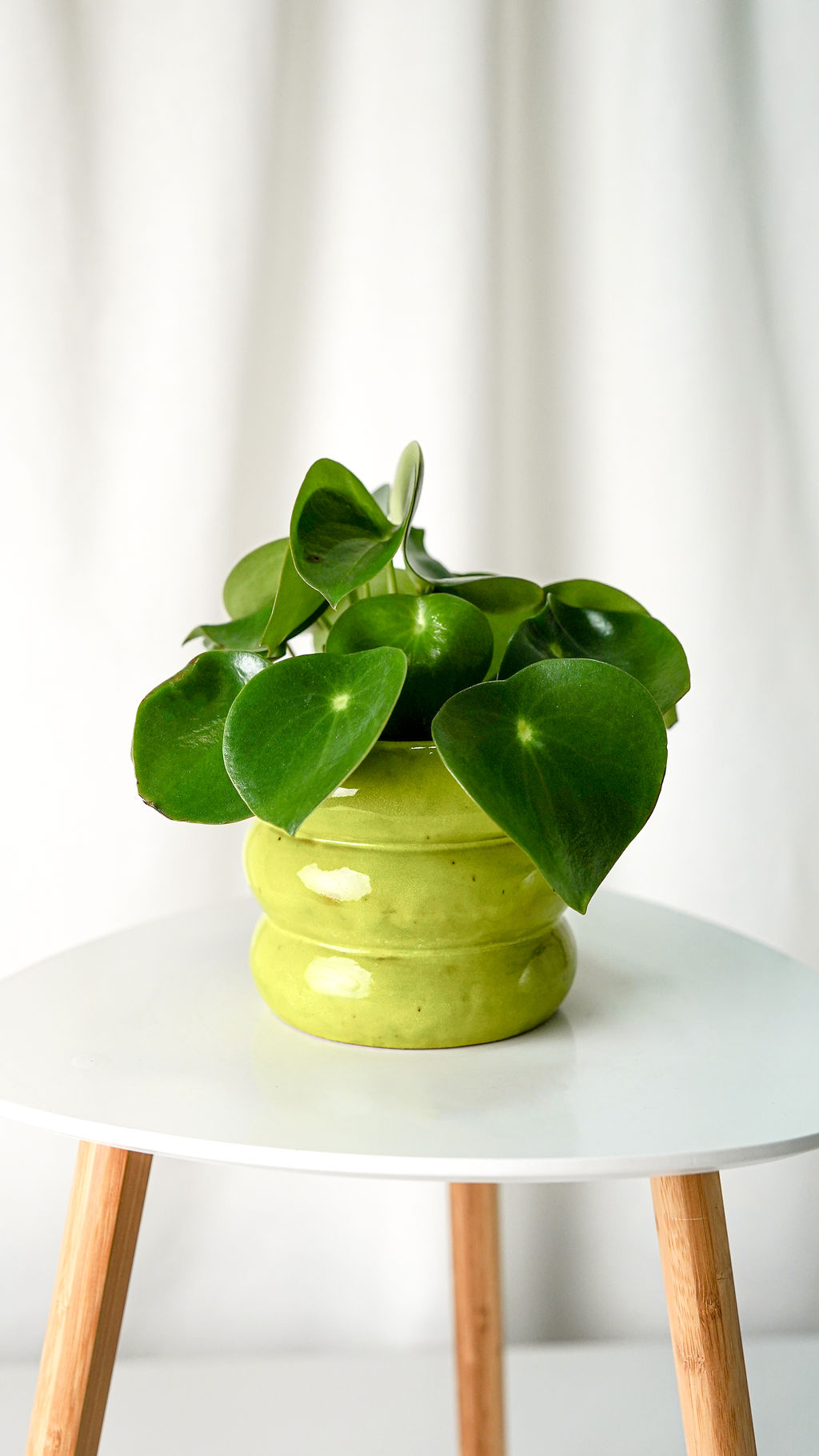 Peperomia Raindrop