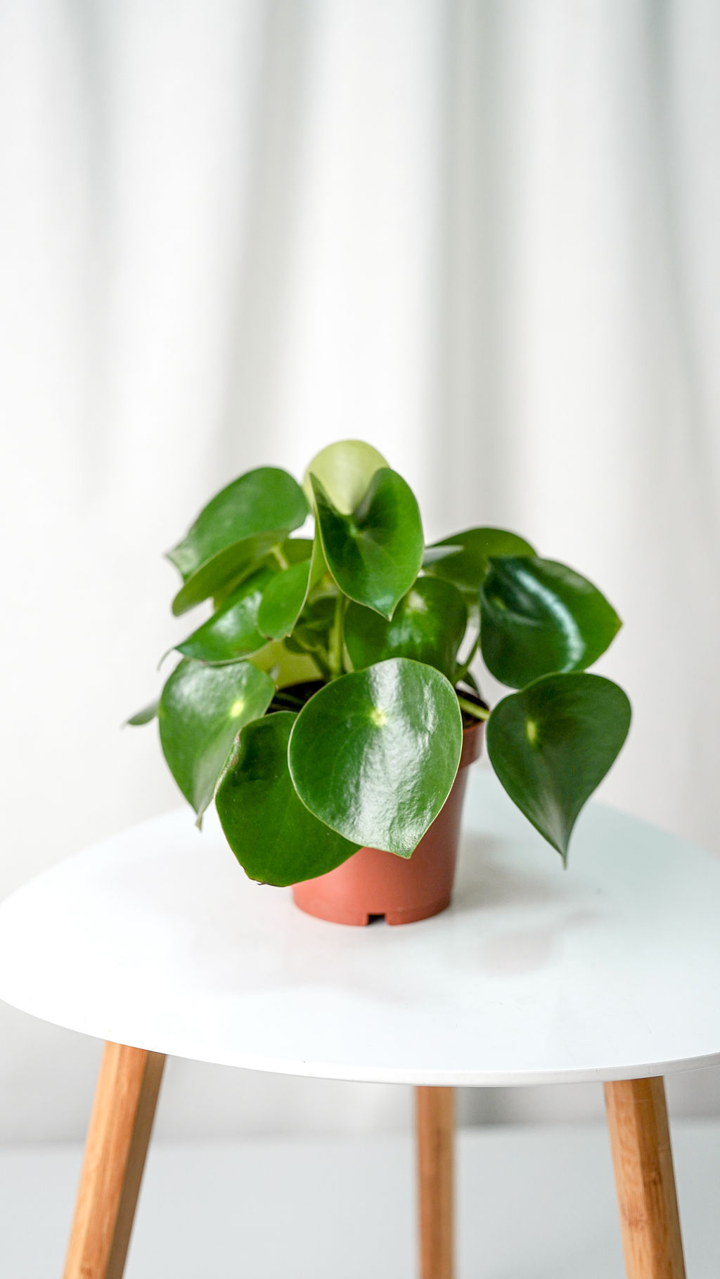 Peperomia Raindrop