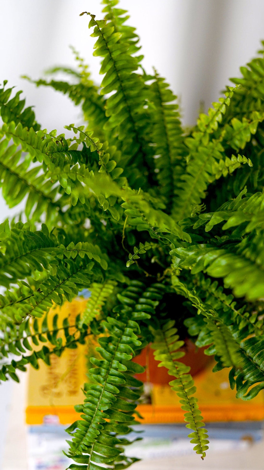 Boston Fern - Image 2