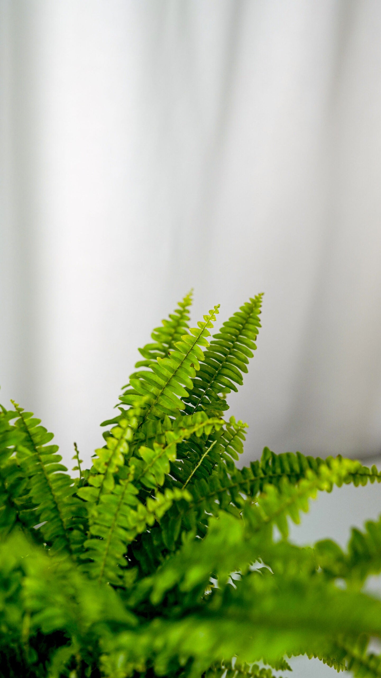 Boston Fern - Image 3