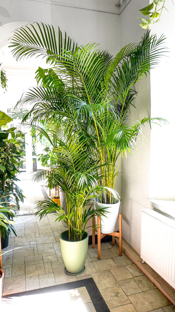 Dypsis