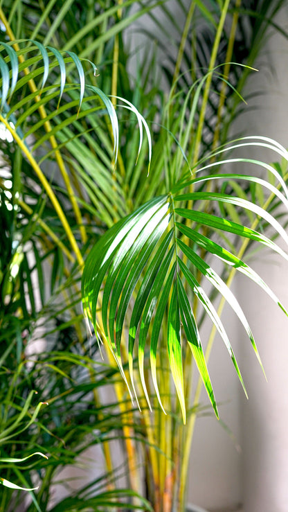 Dypsis - Image 4