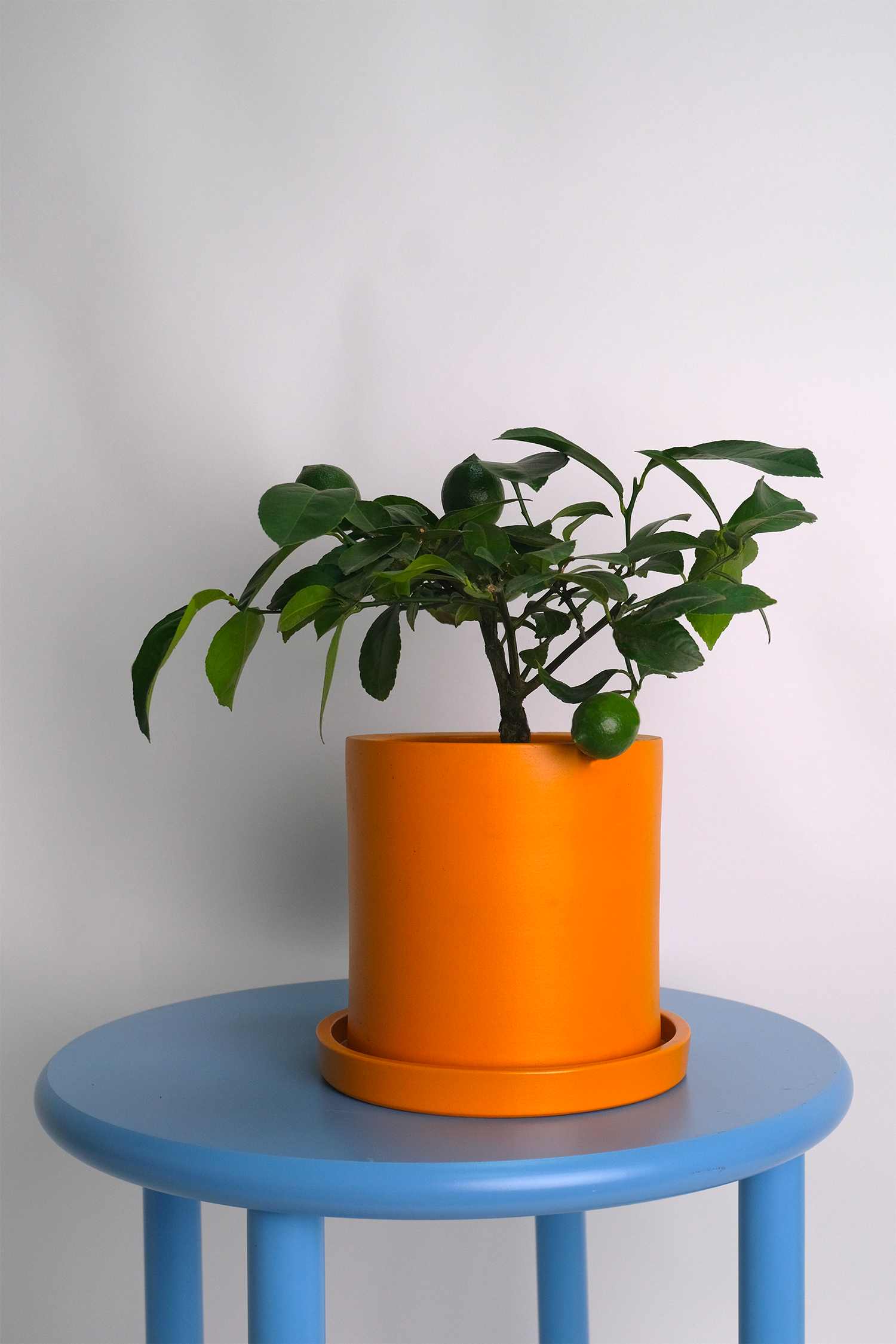 Citrus Lemon bush - Image 11