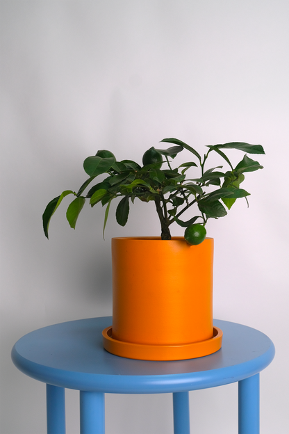 Citrus Lemon bush - Image 11