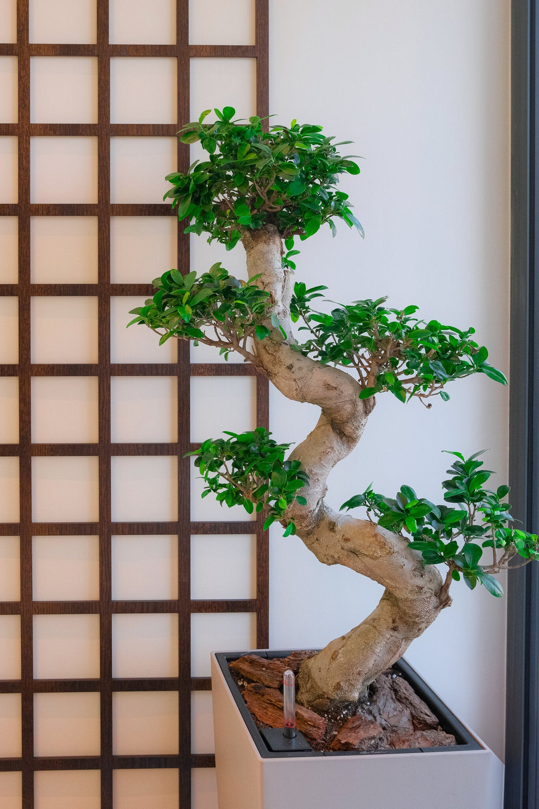Bonsai Ficus Ginseng - Image 10