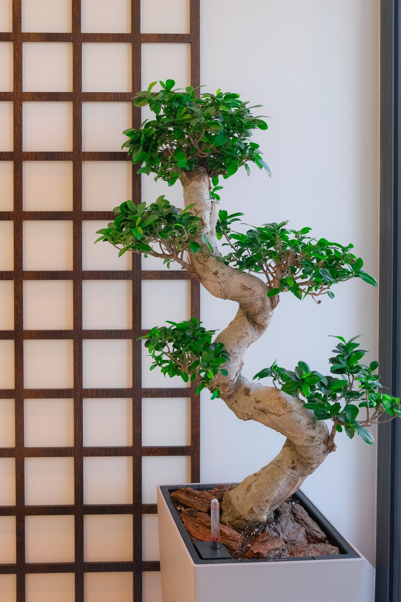 Bonsai Ficus Ginseng - Image 10