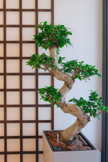 Bonsai Ficus Ginseng