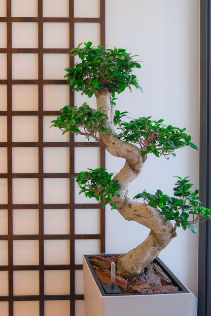Bonsai Ficus Ginseng - Image 10