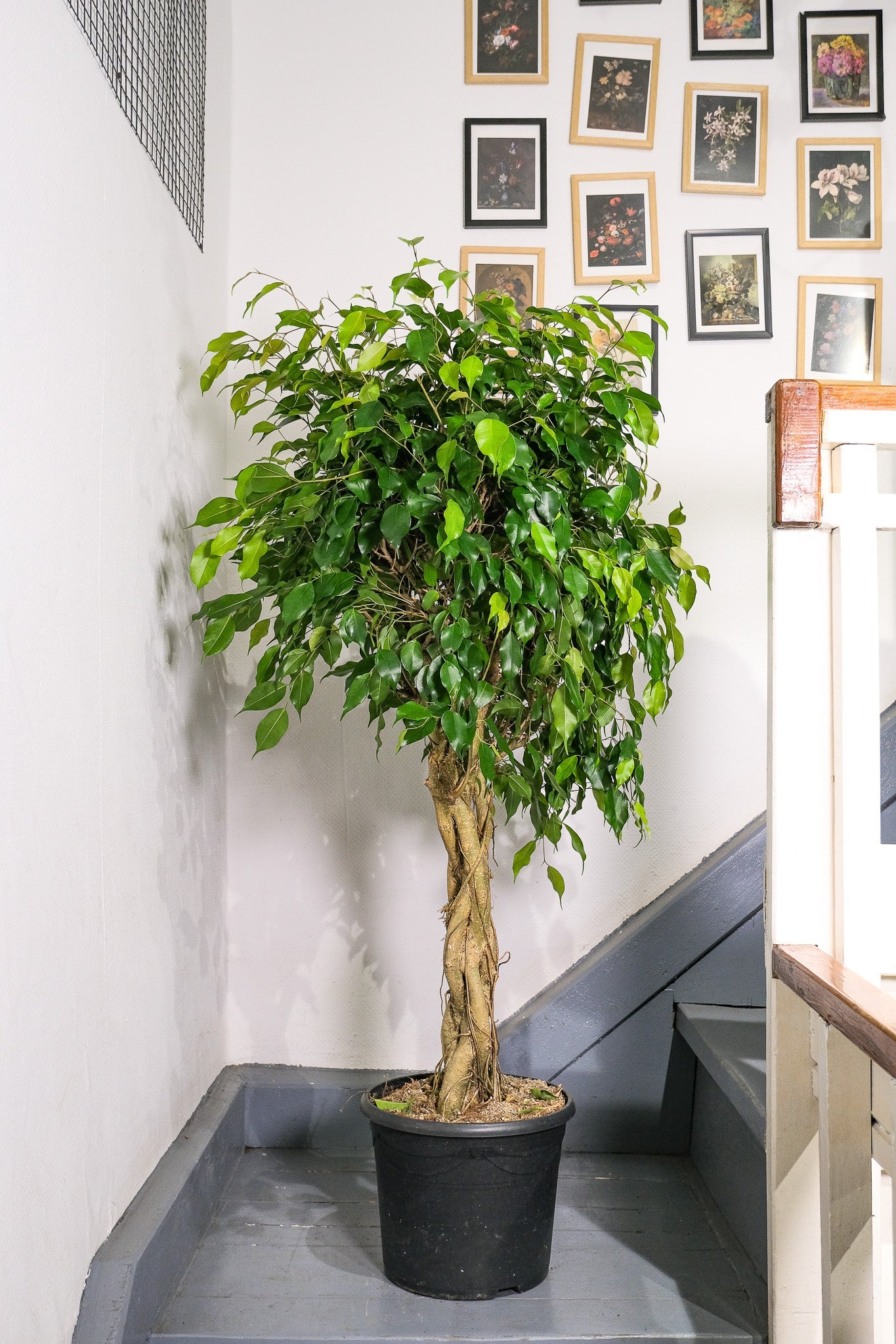 Ficus Be Exotica Twisted - Image 1