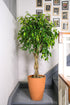 Ficus Be Exotica Twisted - Image 2