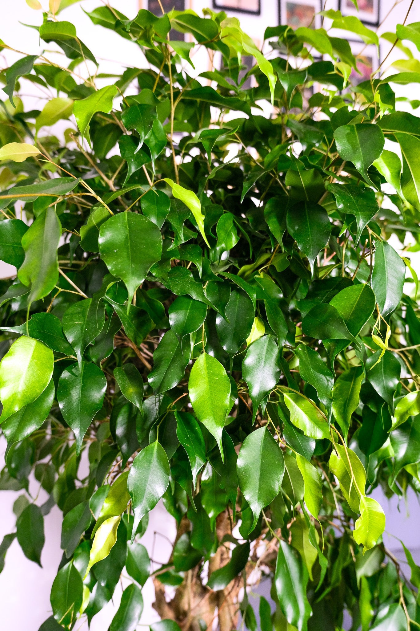 Ficus Be Exotica Twisted - Image 3