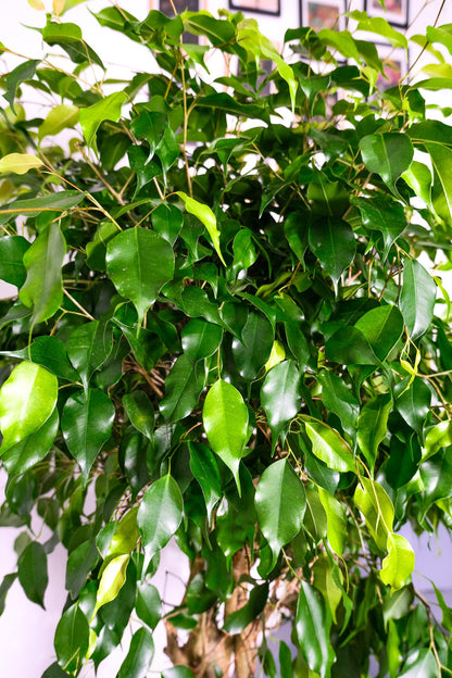 Ficus Be Exotica Twisted - Image 3