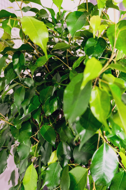 Ficus Be Exotica Twisted - Image 4