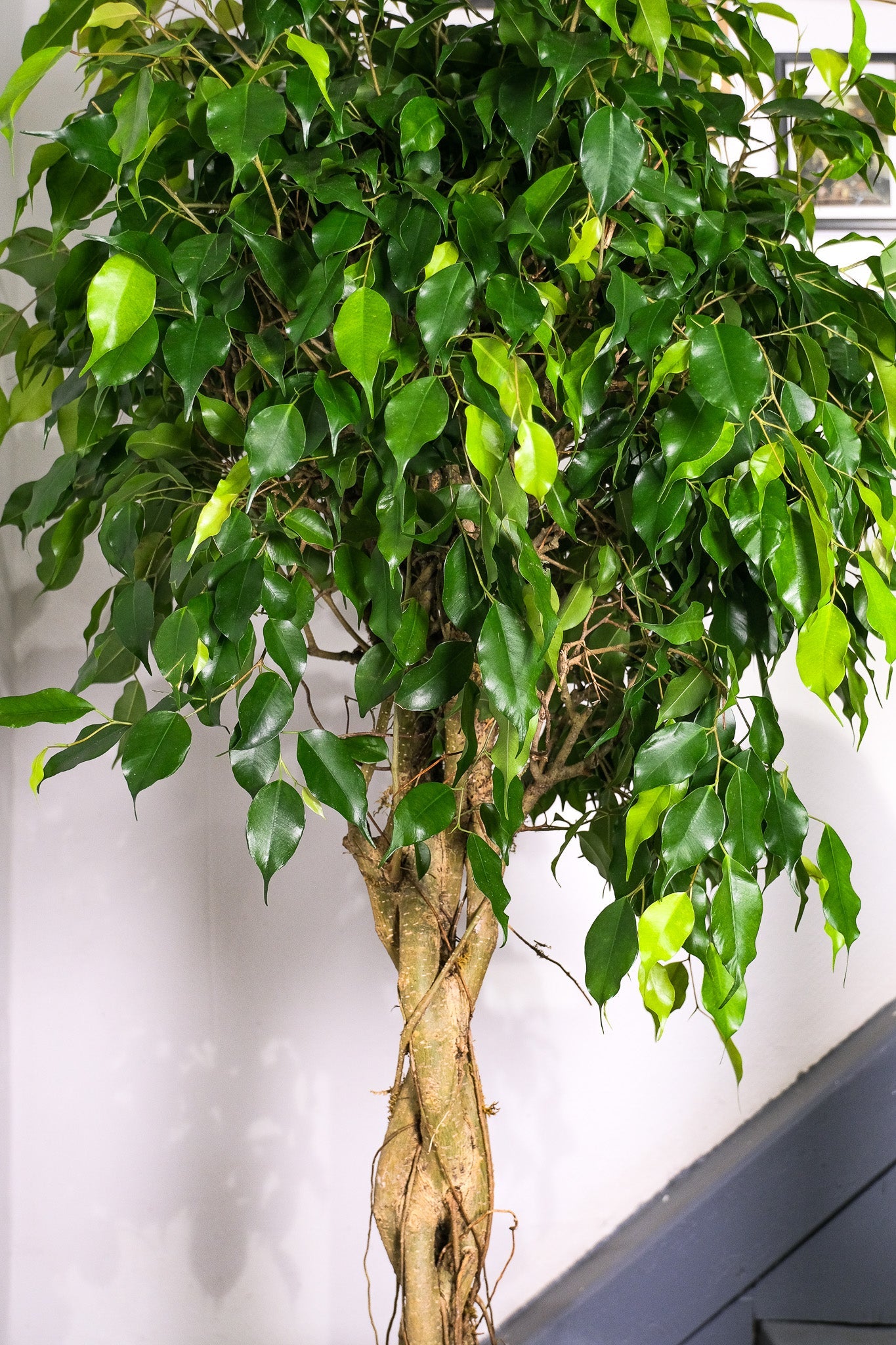 Ficus Be Exotica Twisted - Image 6