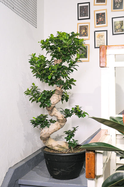 Bonsai Ficus Ginseng - Image 12