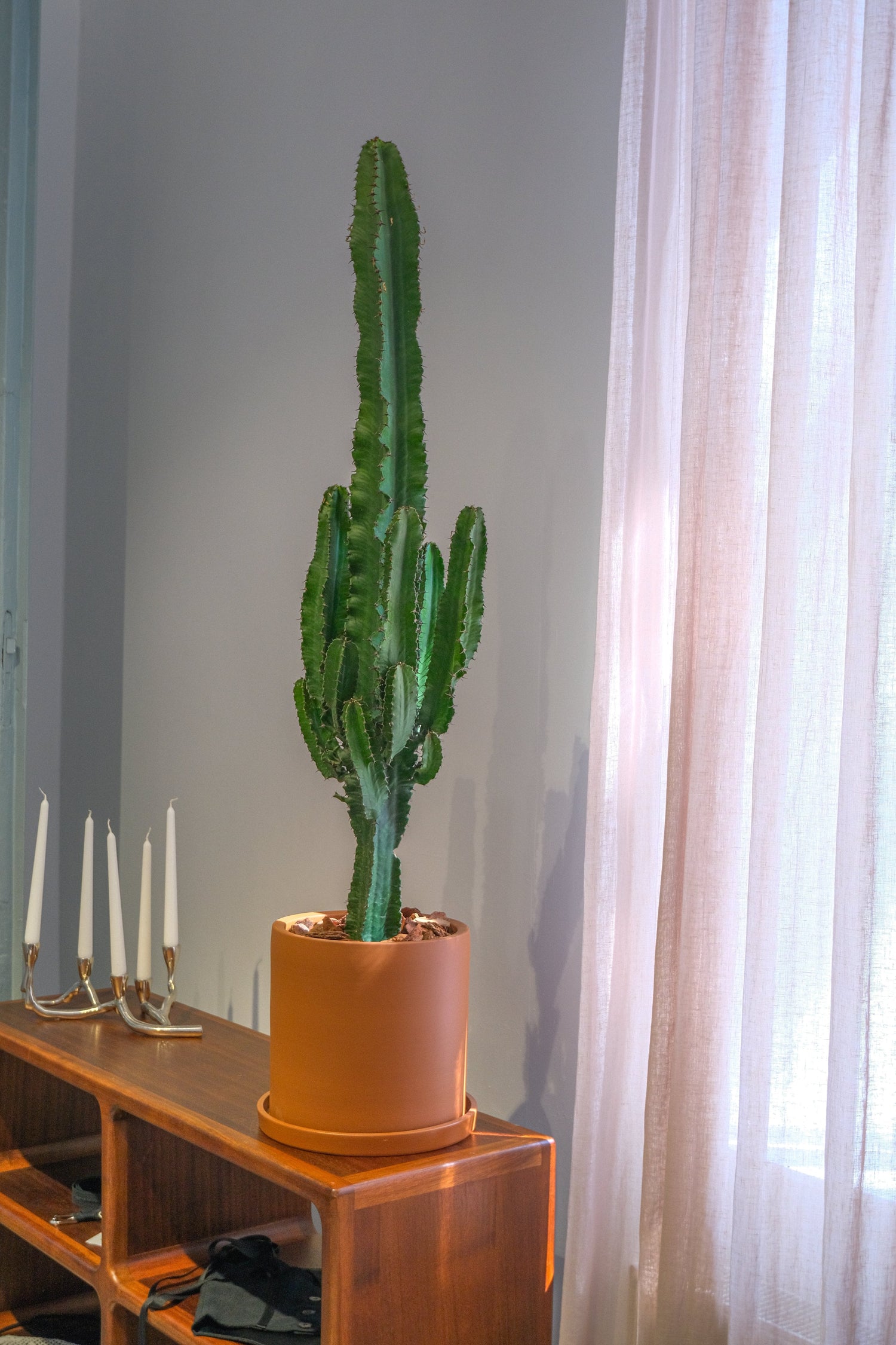 Euphorbia Eritrea - DSCF4368.jpg