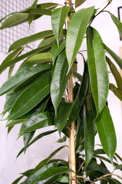 Ficus Bin Amstel King - Image 4