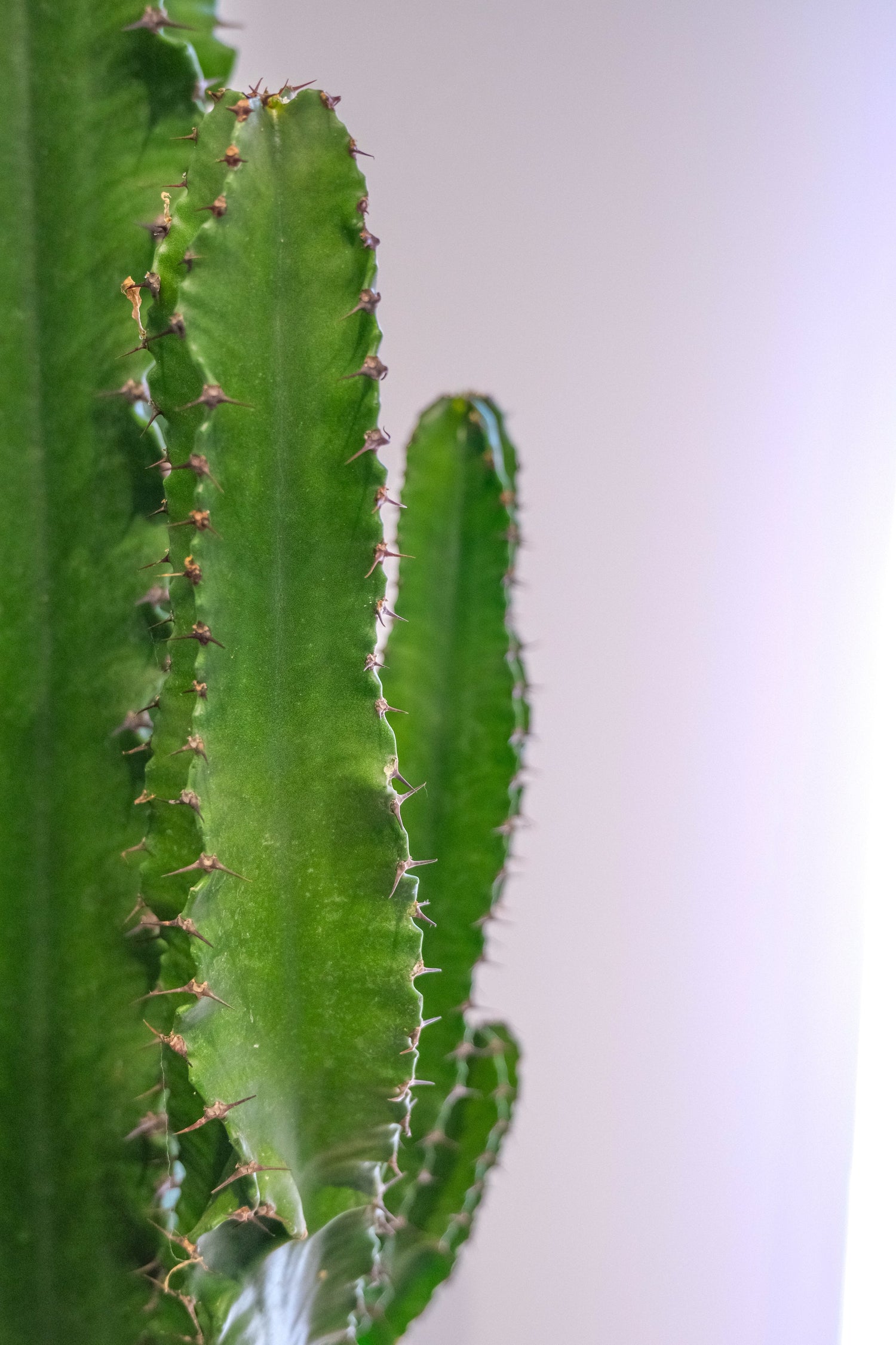 Euphorbia Eritrea - DSCF4384.jpg