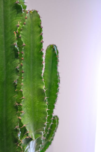 Euphorbia Eritrea - DSCF4384.jpg