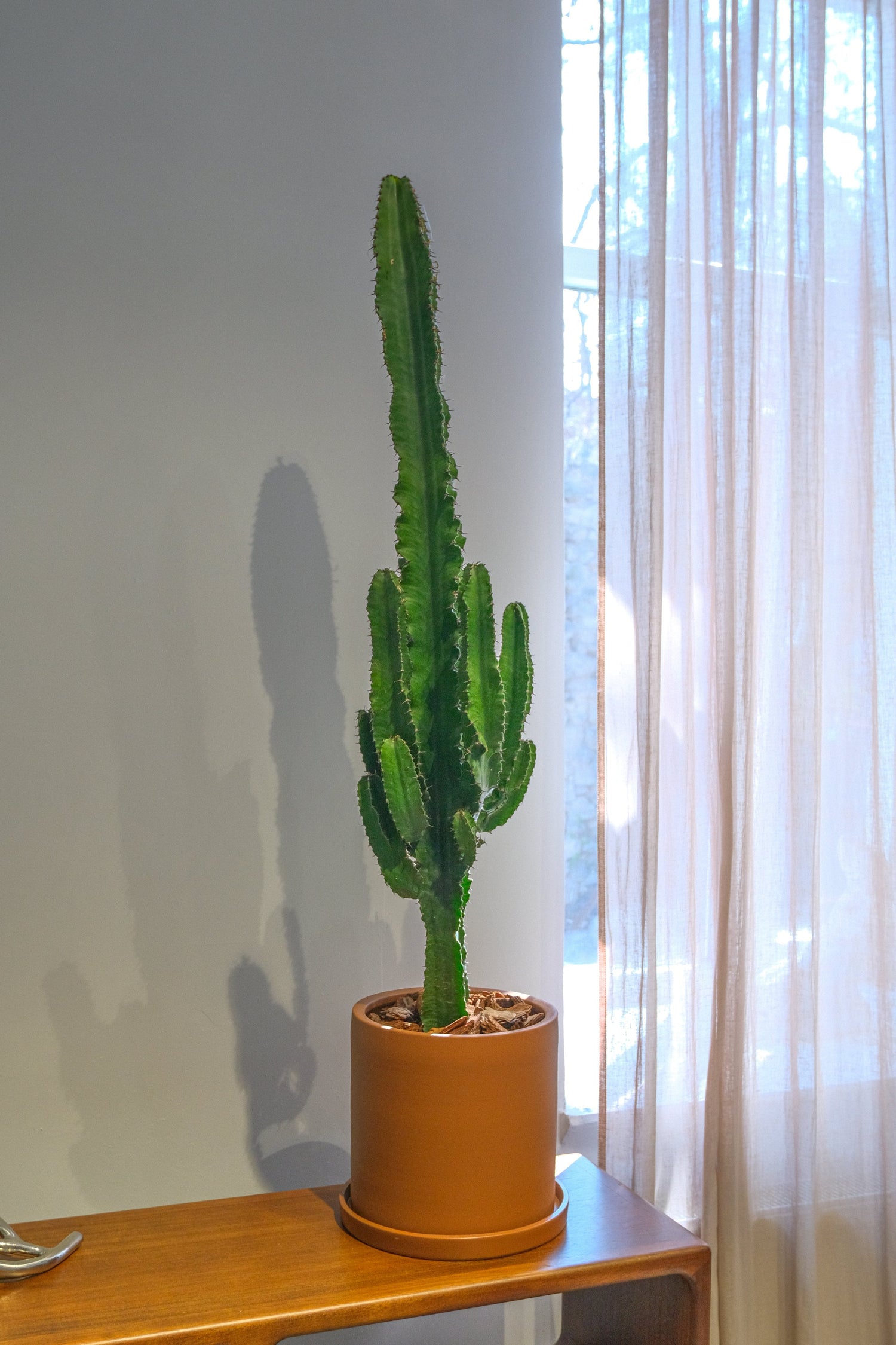 Euphorbia Eritrea - DSCF4389.jpg