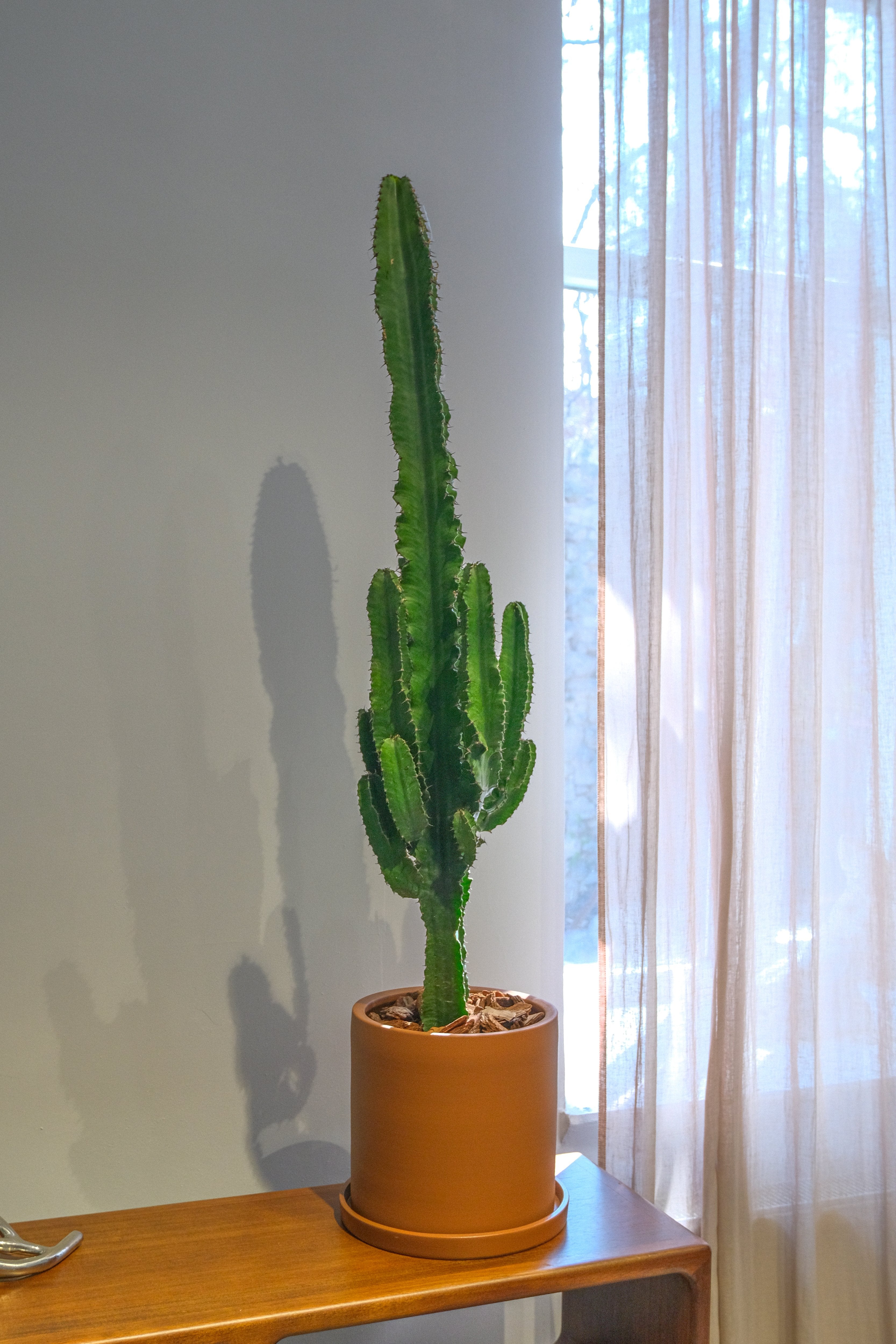 Euphorbia Eritrea - DSCF4389.jpg