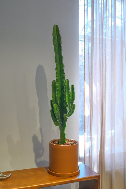 Euphorbia Eritrea - DSCF4389.jpg