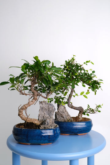 Bonsai Mix