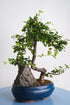 Bonsai Mix - Image 10