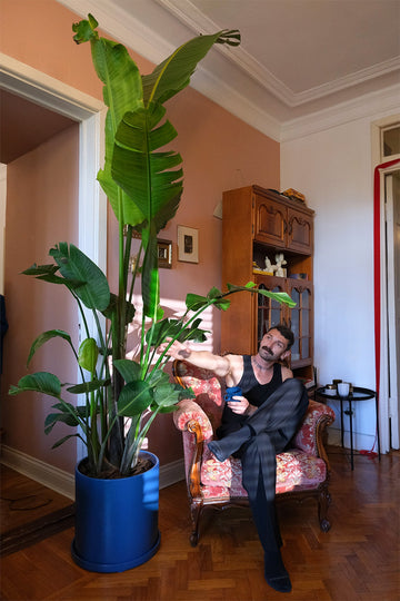Strelitzia Nicolai
