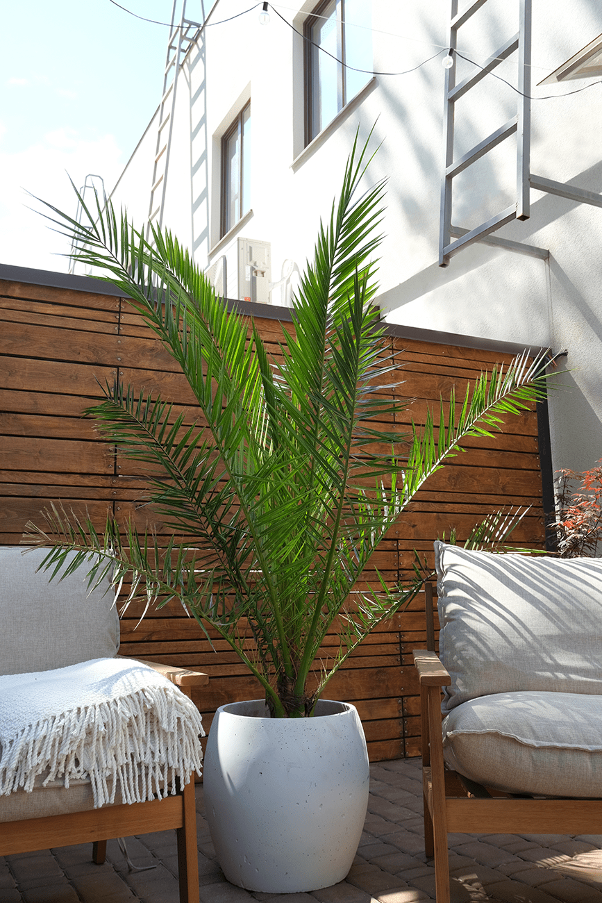 Phoenix Canariensis - Image 11